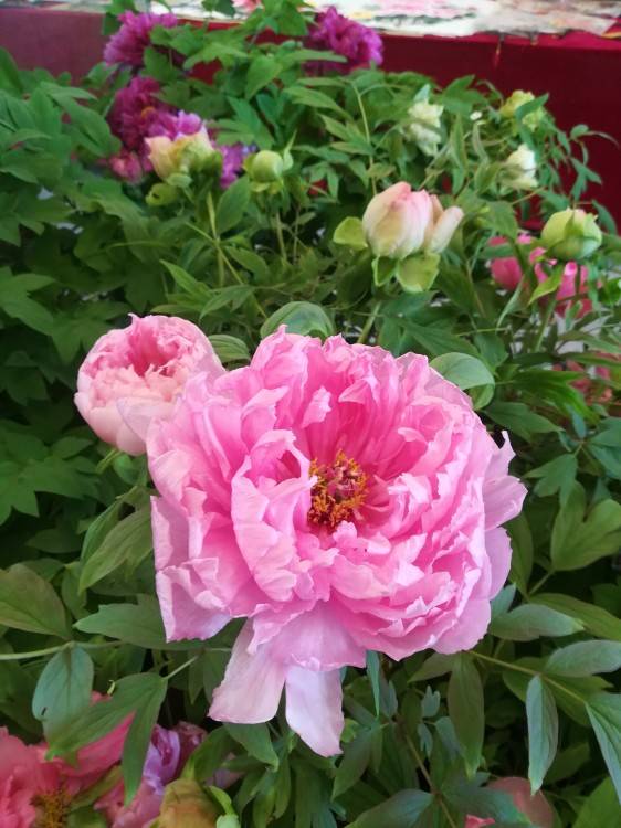 在莹莹导游的带领下,我游览了国花园,白马寺,还有天子驾六博物馆,感觉