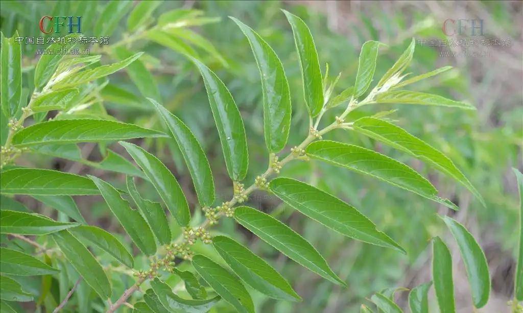 张献忠与南充市嘉陵区的传说故事一献忠休整大通镇合兴嘴