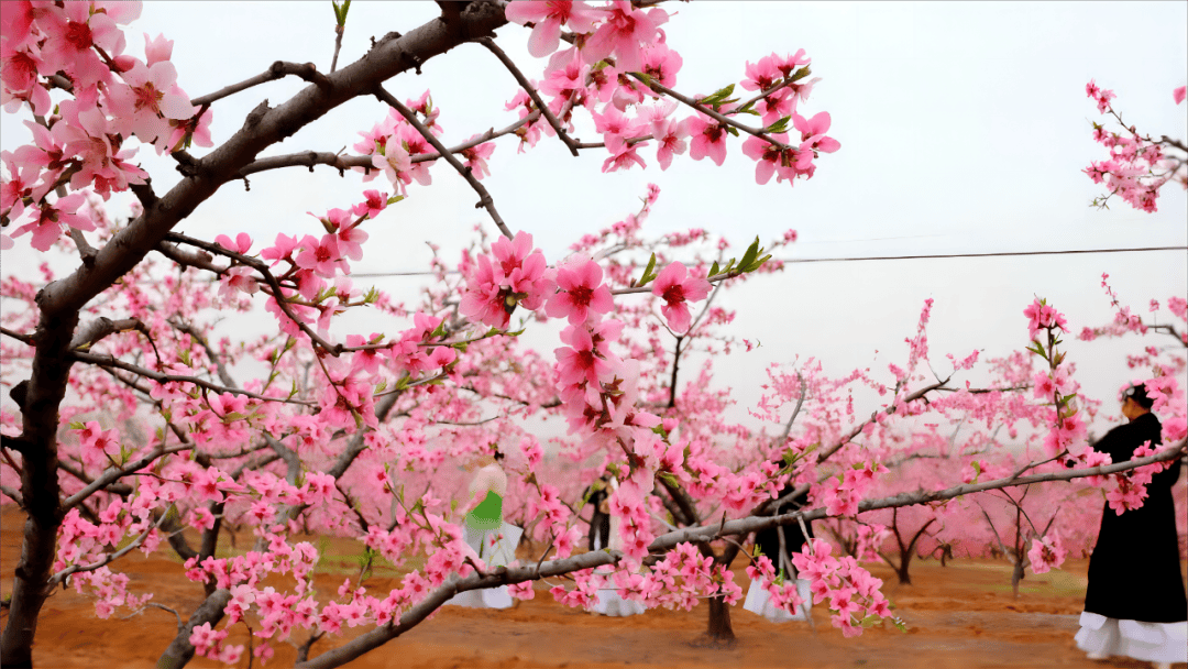 襄阳赏花景点图片