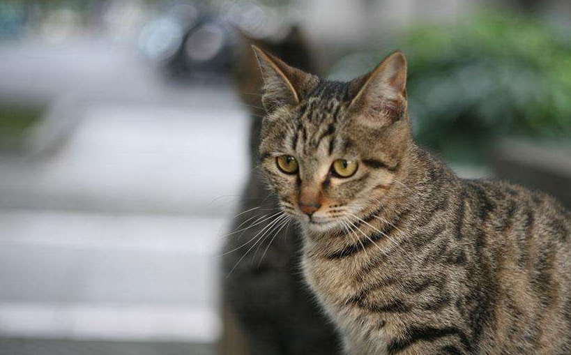 养一只狸花猫的体验是什么