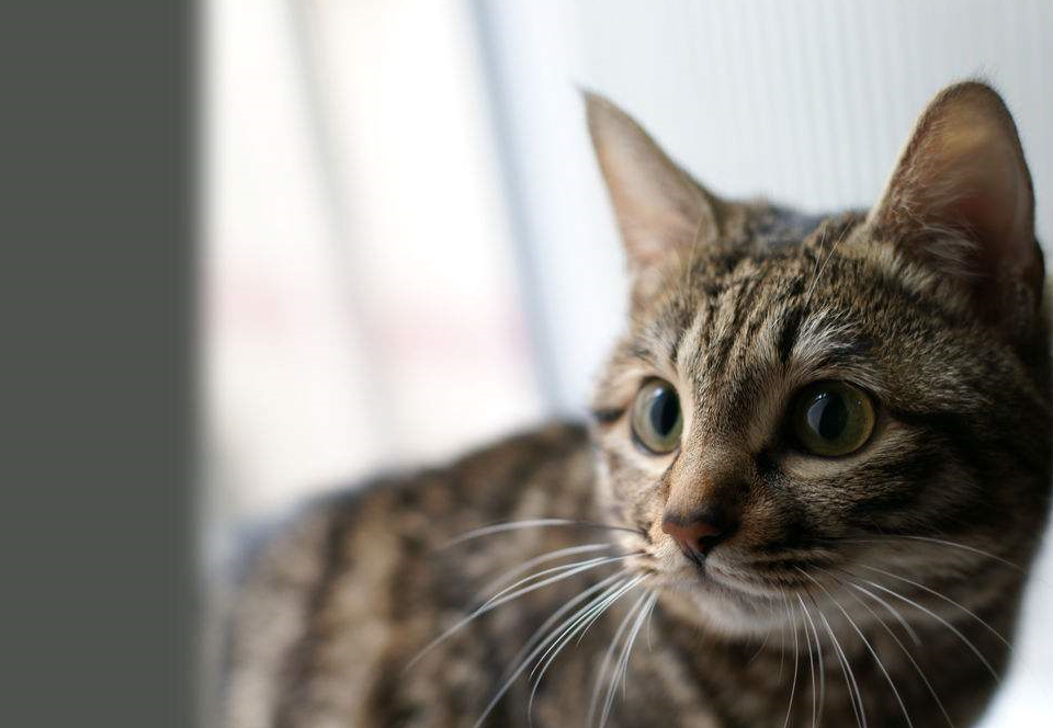 养一只狸花猫的体验是什么