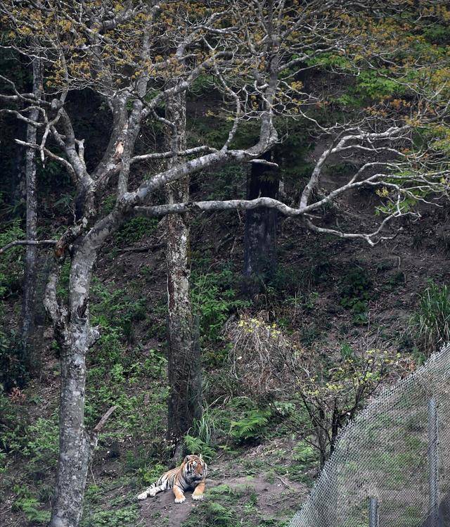 原创20年前中国将2只华南虎送到南非草原放养后来怎样了