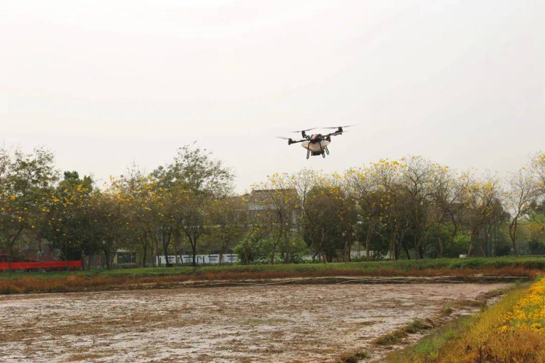 通过科学选种,无人机精准飞播的方式,迎来今年第一造的水稻播种期