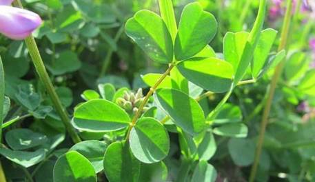 苜蓿苜蓿是一种野菜,在江浙一带不少人都有食用,苜蓿的分布范围很广