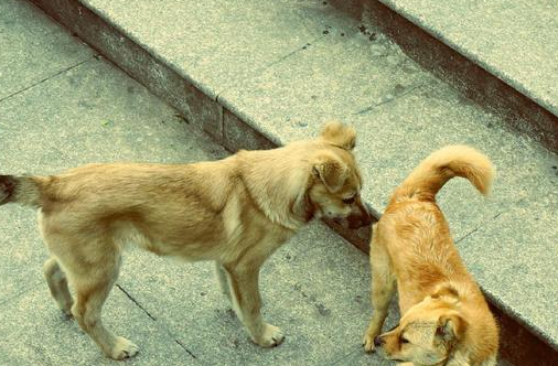 土狗是宝贝,国人却不懂得珍惜,看完宠主会后悔_狗狗_农村_生活