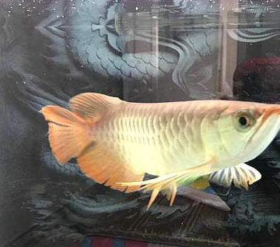 龙鱼趴缸不要急,是由这几种原因导致的,用这种方