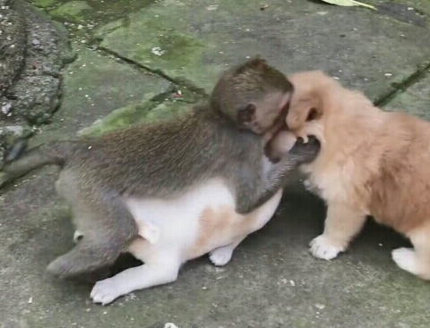 原创小猴子戏耍小奶狗图二有亮点网友狂吐槽心疼我狗