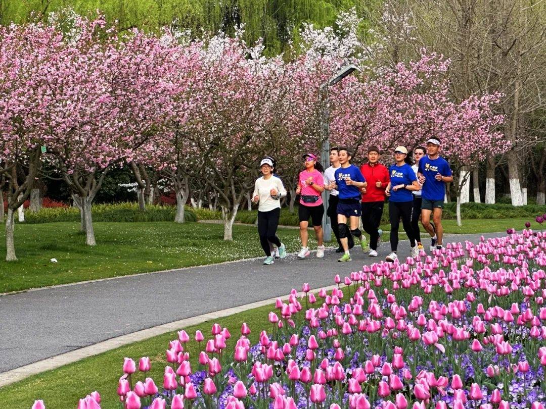 垂丝海棠大道两侧分别是三到四层海棠树,最宽处目测也有20米.