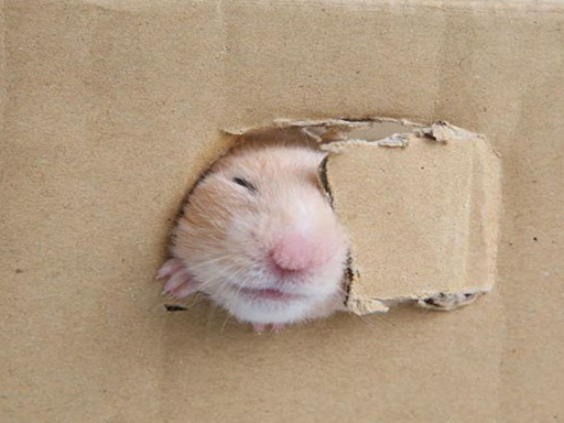 原创仓鼠被身材拖累被困纸箱咬洞求自由结果输给了自己