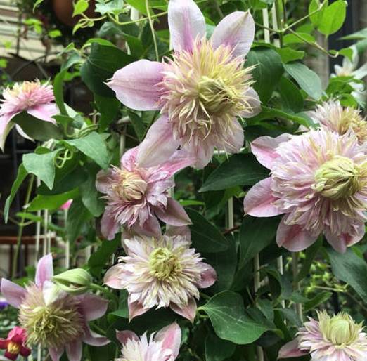 原创大花铁线莲一株一个穴爬满竹篱笆