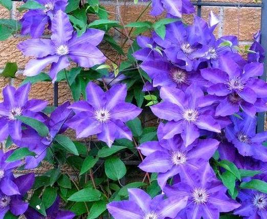 原创大花铁线莲一株一个穴爬满竹篱笆