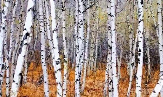 世界上最硬的树,就长在我国东北,伐木工看见就头疼比钢铁硬一倍_桦树