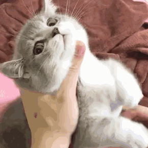 "妈耶,这个人是不是在发情期啊,咋能这么亲呢?猫不要面子的啊?