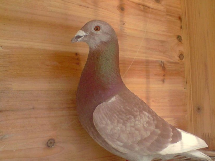 养鸽子常用清除饲料有好处