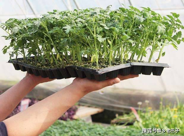 原创如何正确育苗西红柿育苗抓住这7点培养苗壮移栽成活率高