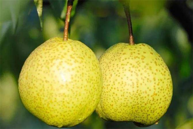 原创砀山梨产地在什么地方砀山梨享誉全国为何这么受欢迎