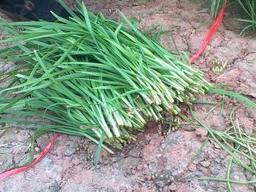 第一道:韭菜猪血汤材料:猪血1盒,韭菜1小把,嫩豆腐1块,白胡椒粒1茶匙