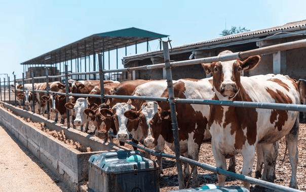 畜牧业革命生物技术能带来什么