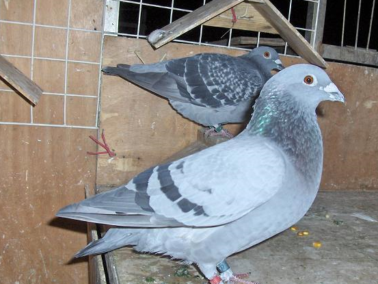 落地棚养鸽子需要注意点什么