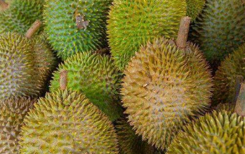 种子富含淀粉,可煮食;树液和叶药用,消肿解毒;果肉有止渴,通乳,补中