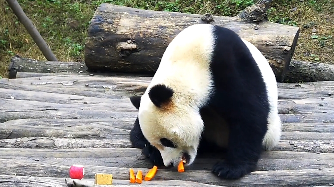 原创等着被投喂的滚滚最后这个动作太绝了网友战五渣名不虚传