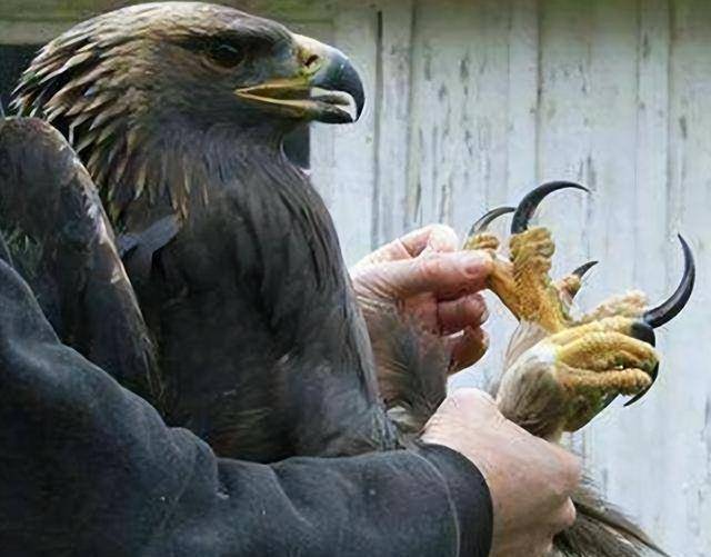 面对警方的这种猜测,一开始杨海军是矢口否认的:"我在地上,金雕在天上