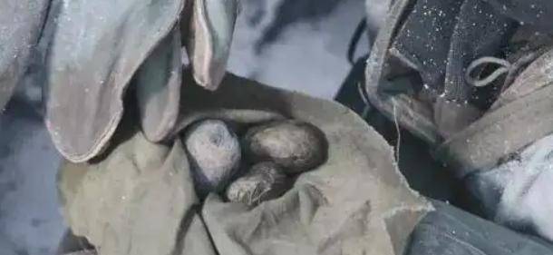 周全弟的身上只有两把炒熟的面粉,还有一颗长芽的土豆.