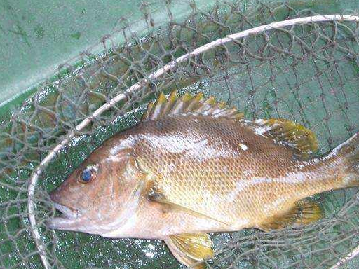 原创国内最顶级的5种鱼全吃过的一定就是土豪你吃过几种呢