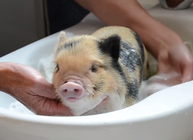 喂养宠物猪的5个常见误区