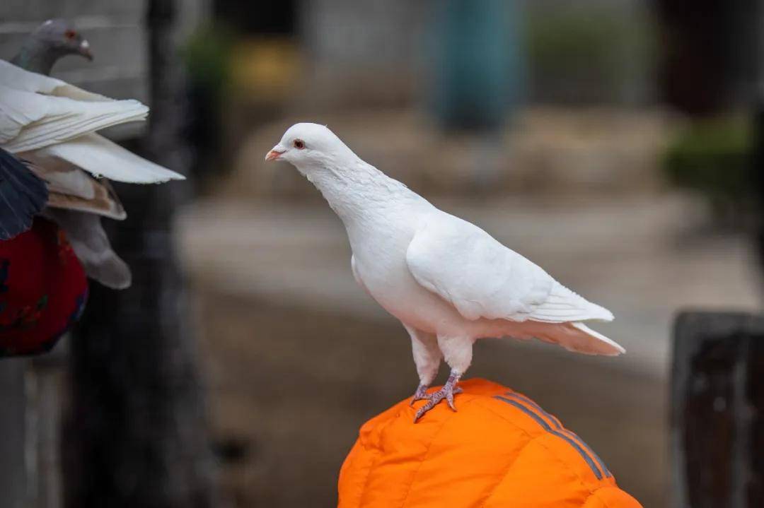时光悠然,寻着春天的脚步,一步一"鸽"脚印!_鸽子_古城_游客