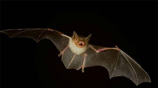 原创关于蝙蝠的11个事实可能让你的汗毛都竖立起来
