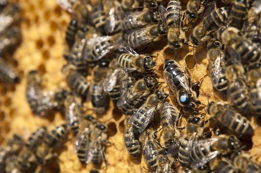 人工育王二次移虫的弊端,造王浆可以,育王劳而无功_蜂王_进行_幼虫