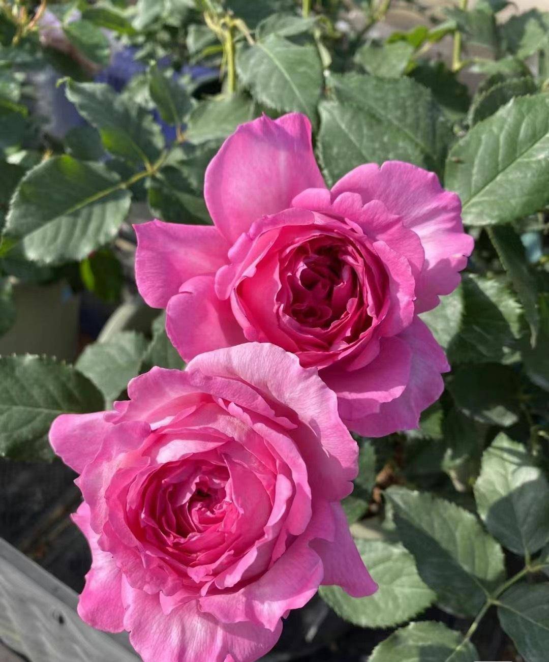 原创国产月季的巅峰颜值超高不输欧月广受花友好评