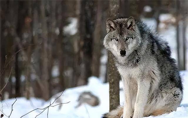 当儿子带回家的成都女孩,10年后在草原与它再次相认_李微漪_格林_时候