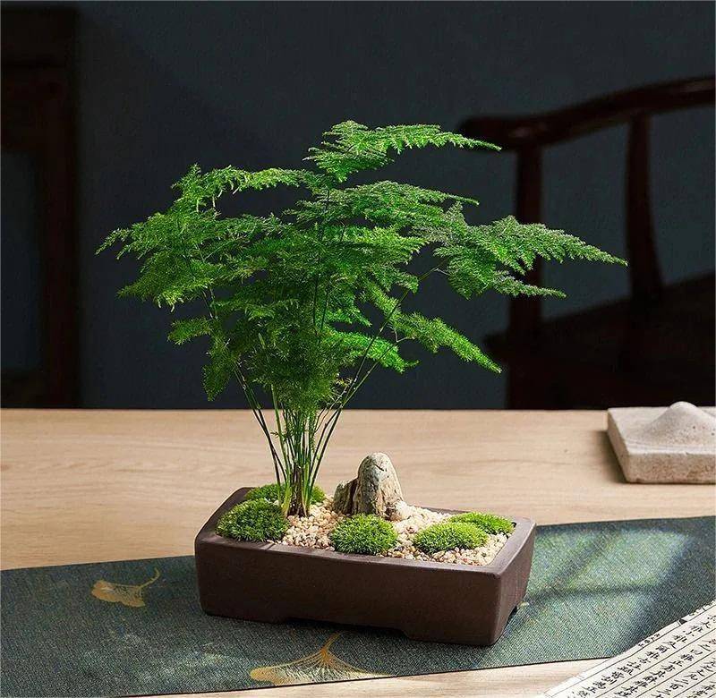 推荐这4种文人最爱的绿植,瞬间提升气质!_文竹_养护_菖蒲