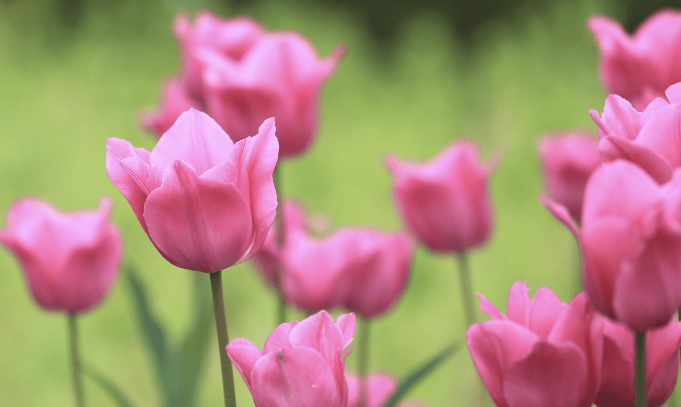 山东花境设计服务课堂