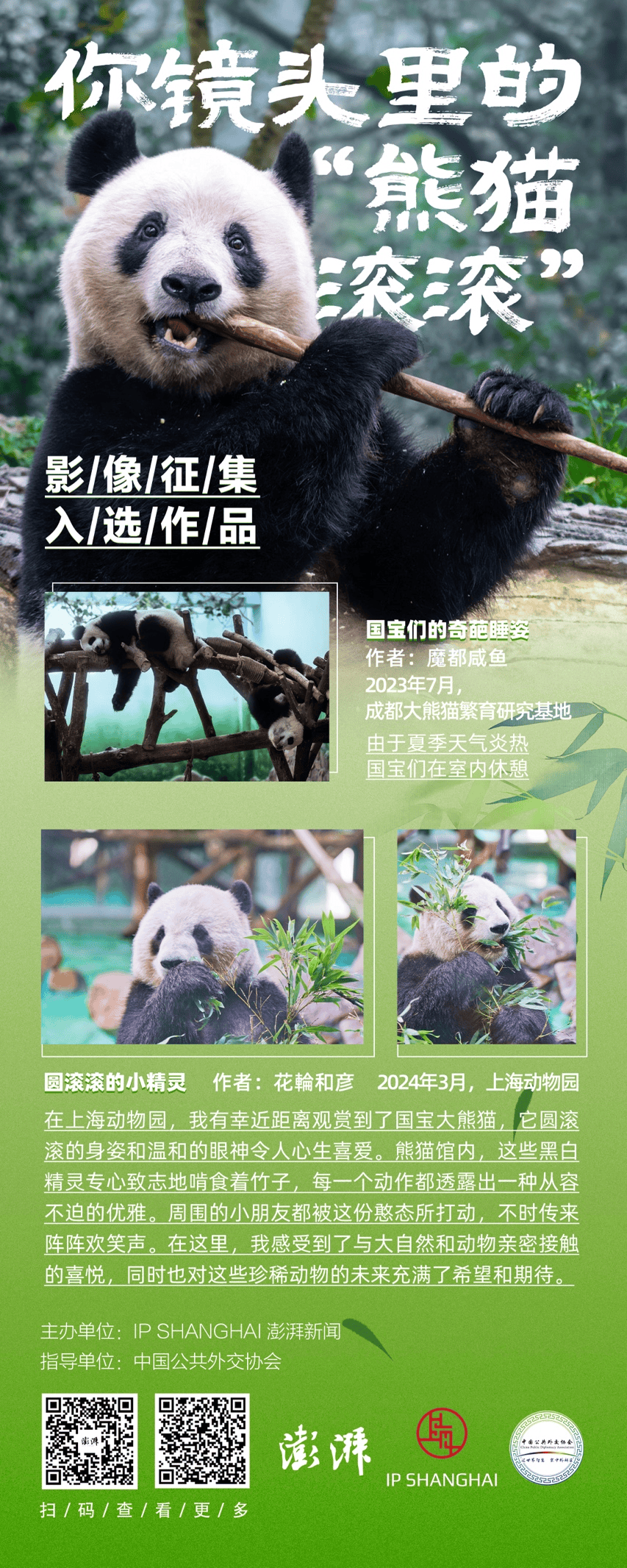 "香香"云连线暨粉丝分享会将于明日在中日两国举行_上野_动物园_四川