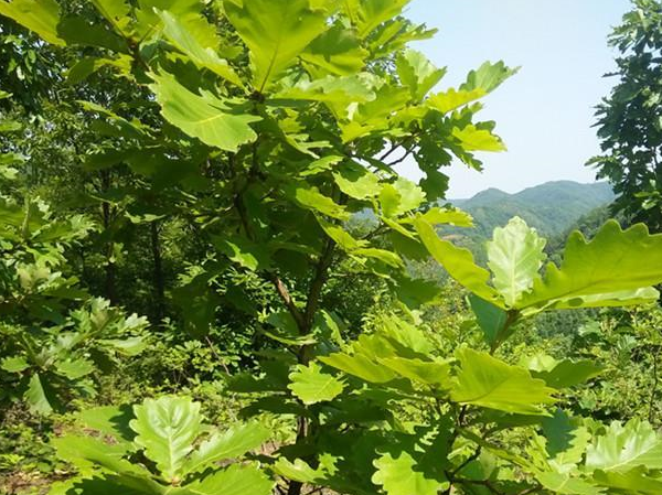 或许很多朋友会觉得自己不认识槲叶,但是看到图片就会