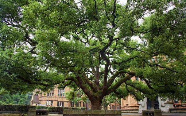 壁纸 树 榕树 606_380