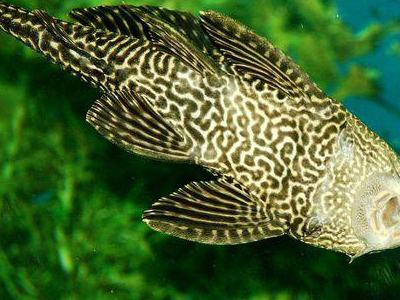 你的鱼缸配哪种"工具鱼"合适?看完这些你就知道怎么选了!