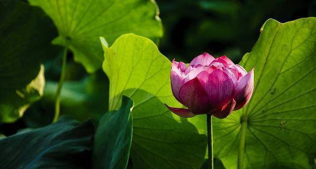 原创杨万里的2首荷花诗我们小时候都读过如今再读依然心生欢喜