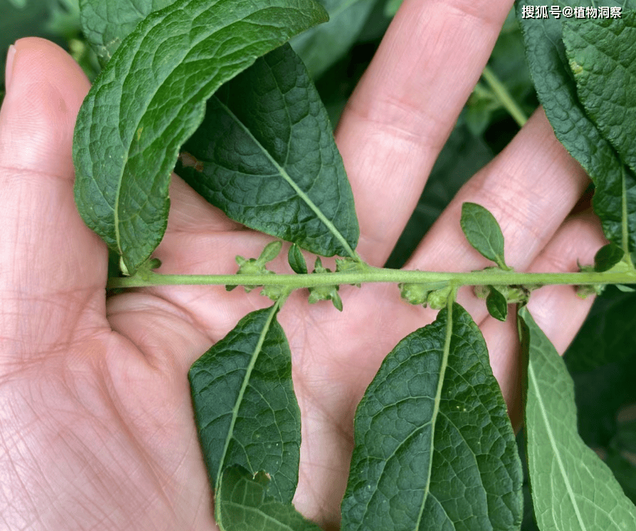 原创天名精又称野烟臭草有3大作用价值极高农民朋友要了解