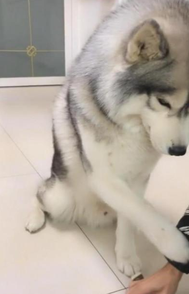 原创狗狗生病不吃药主人先发制人拿出菜刀二哈的反应让人哭笑不得