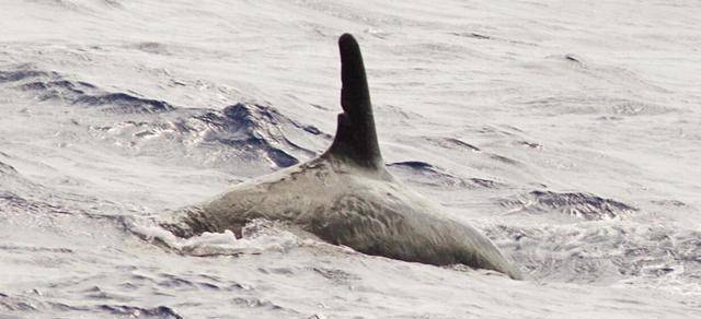 候鸟等世界性的重点保护生物种群,而虎鲸也算是该地区的一个分布点