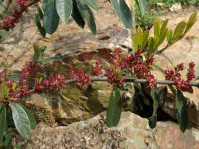 原创农村这种树浑身是刺农民见到就砍却不知是珍贵的三颗针