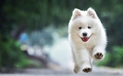 原创宠物知识问答萨摩耶只吃骨头不吃饭萨摩耶只吃骨头别的不吃