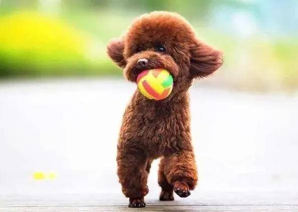 泰迪犬智商是狗界的爱因斯坦智力排行第二名为什么是宠物界的超级明星