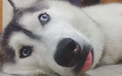 带哈士奇会乡下住了几天,哈士奇学会了吃西瓜_村里_爷爷_因为