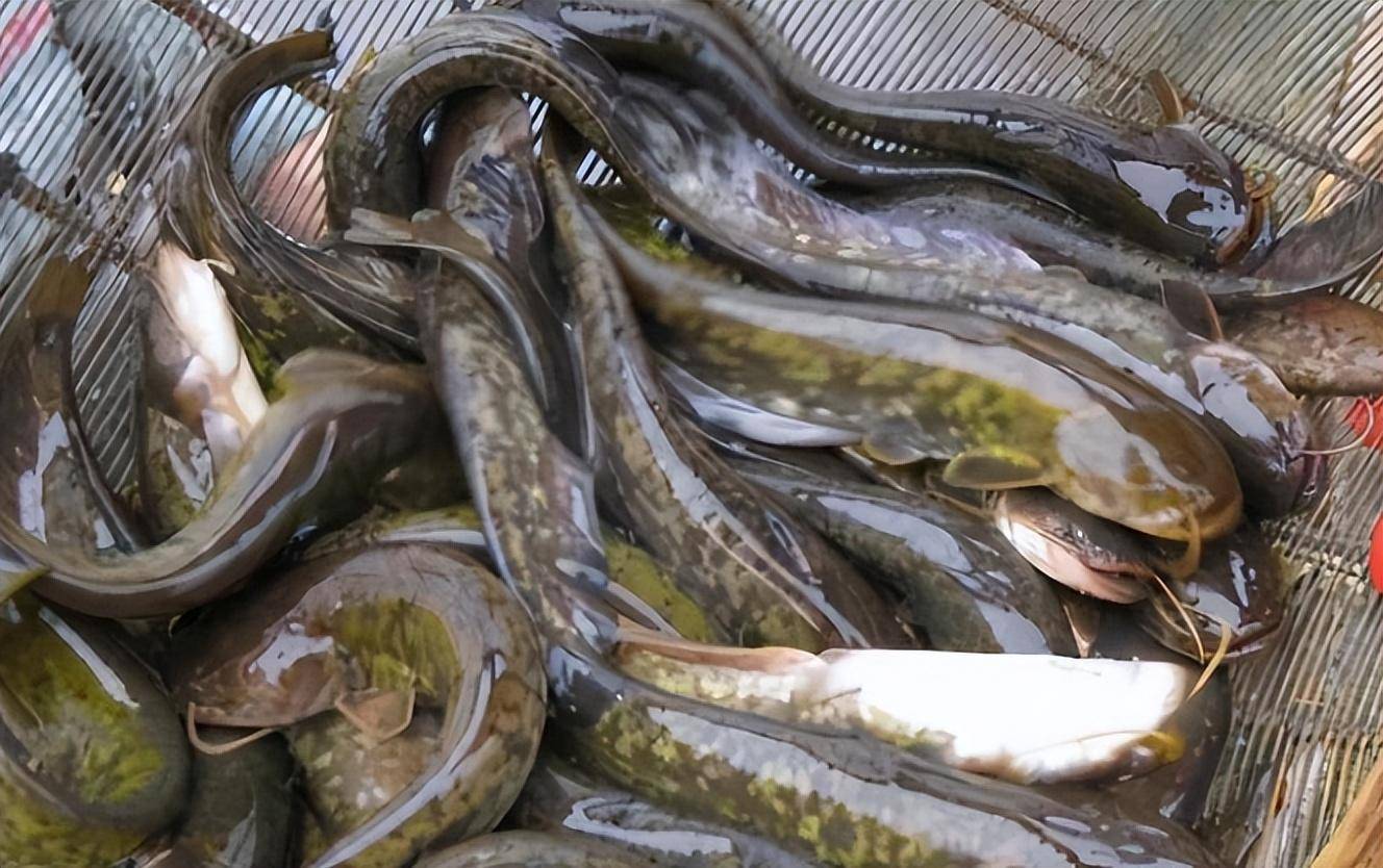 曾在国外泛滥没人吃,入侵我国却被降服,甚至国内需专门养殖_鲶鱼_非洲