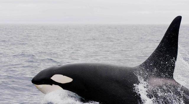 8米,所以人跟虎鲸相比都是高度差不多了(对比背鳍直立高度,不是体长)